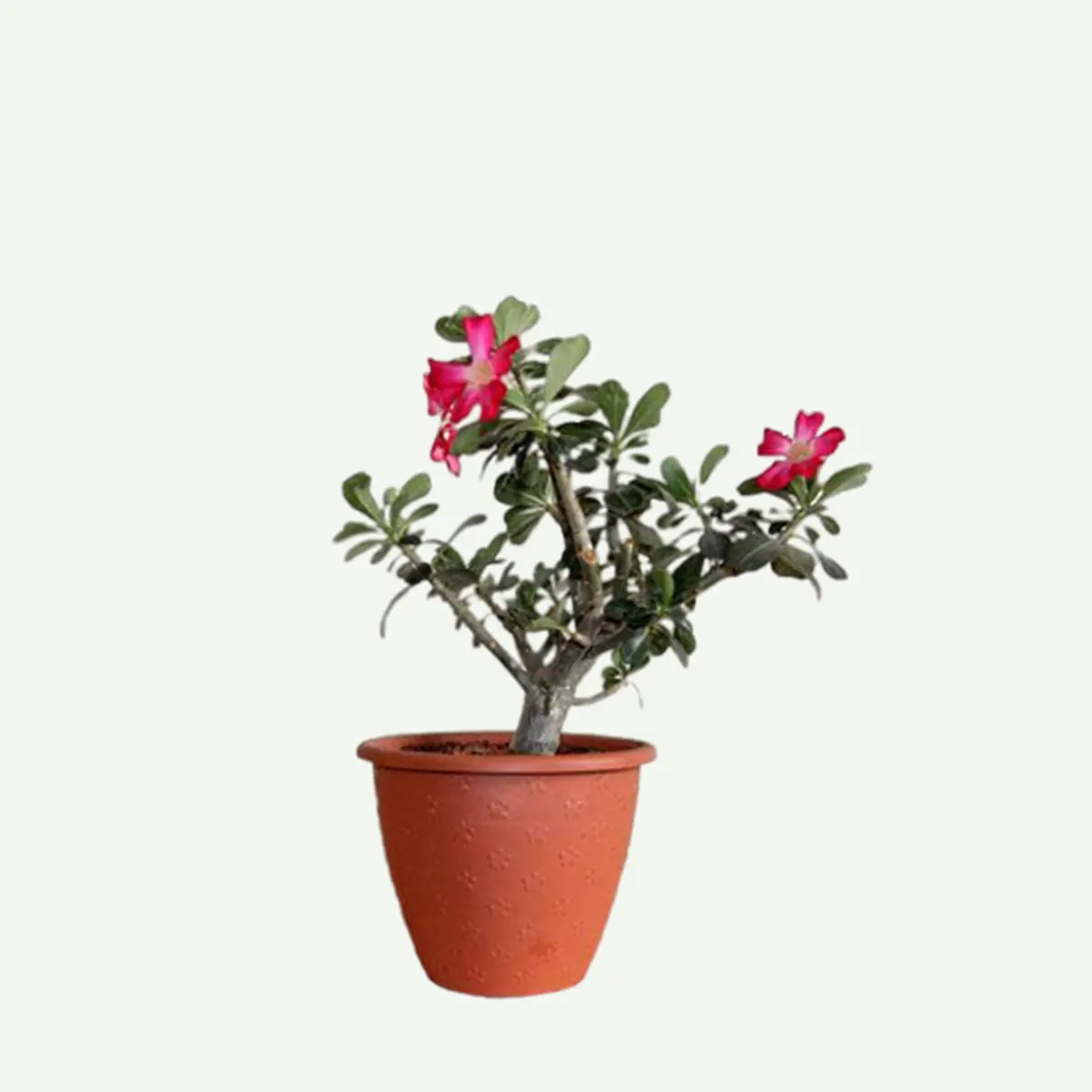 Adenium obesum – (Desert Rose) 10L Pot