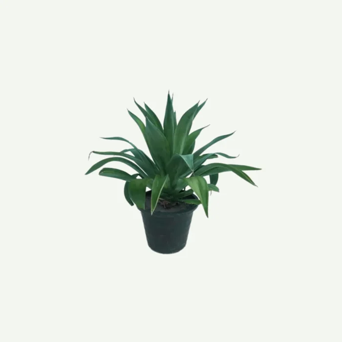 Agave-Attenuata-30-40cm