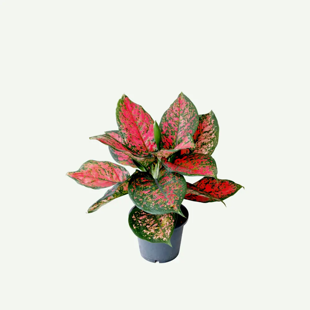 Aglaonema-red.5