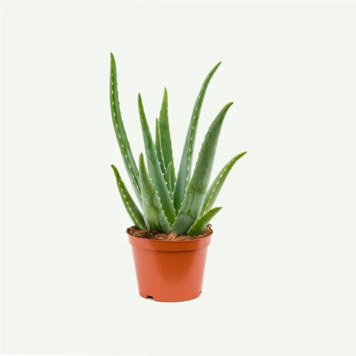 Aloe vera -10L Pot