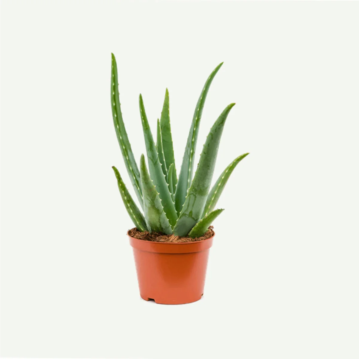 Aloe vera -10L Pot plant in dubai