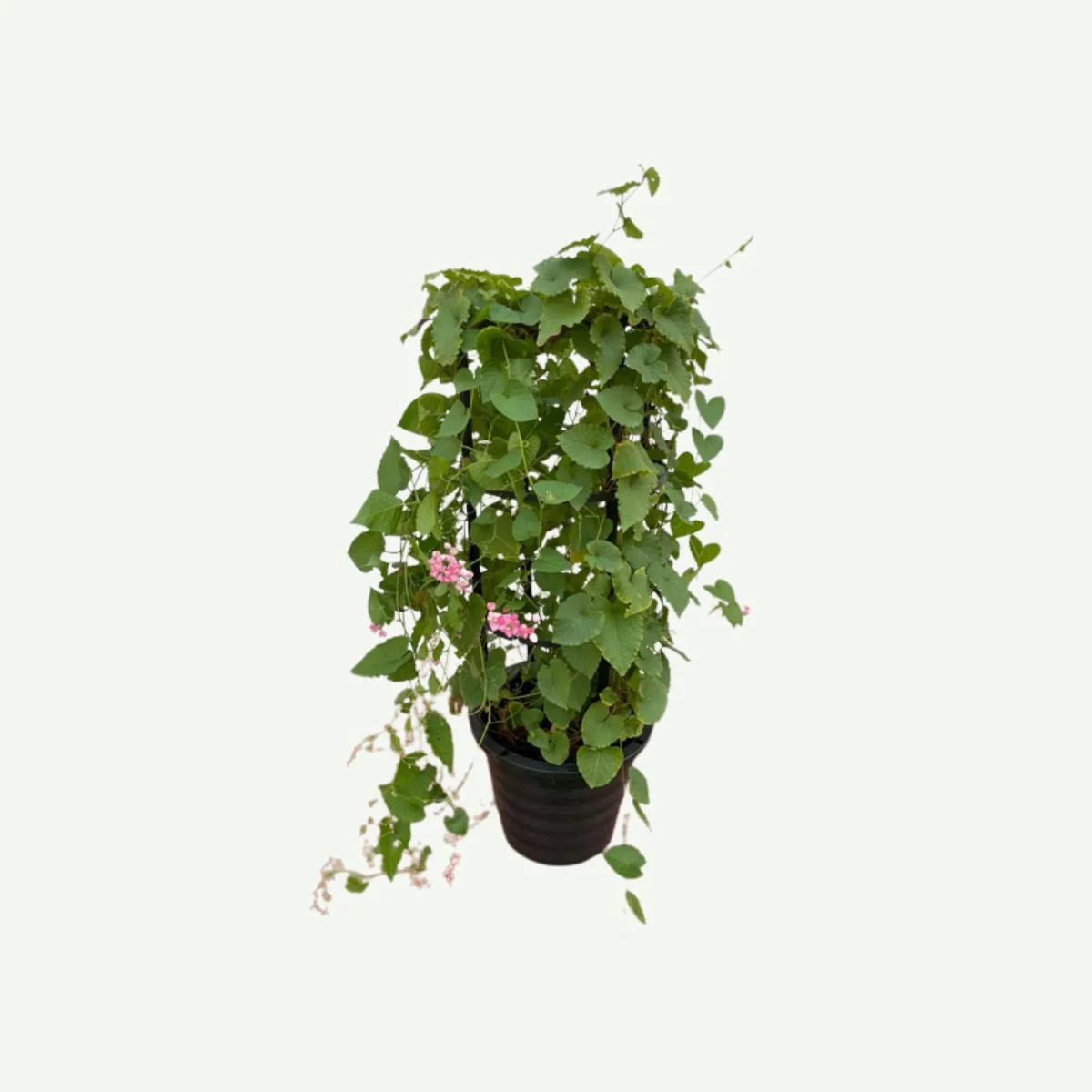 Antigonon-Coral Vine- (10L Pot-4 stick)