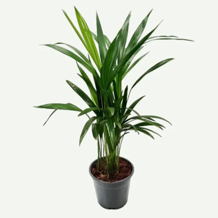 Areca Plant small size in Dubai