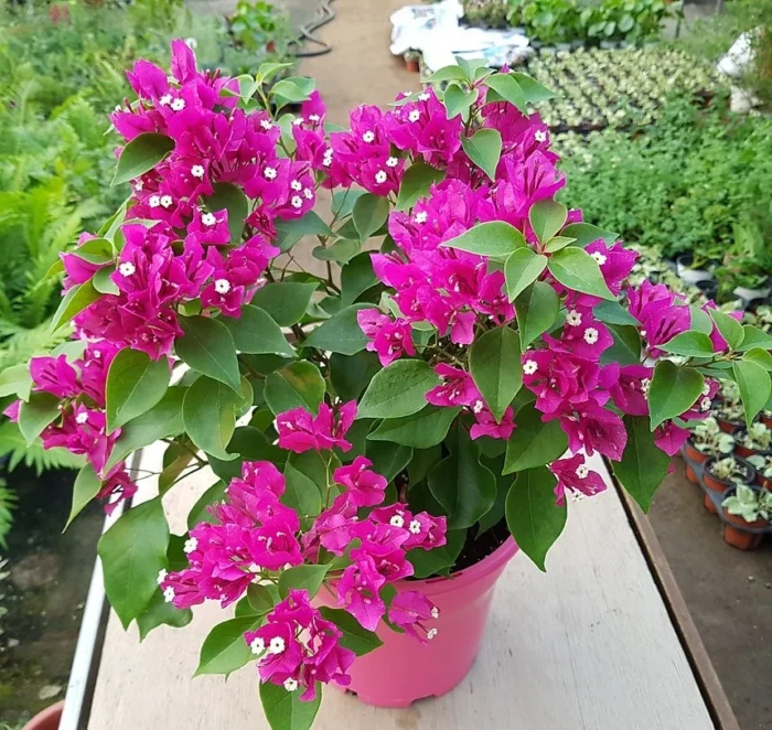 Bougainvillea glabra