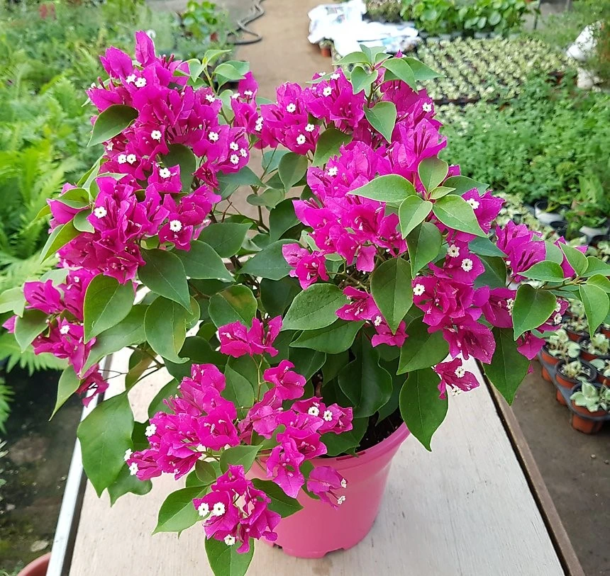 Bogainvillea Alexandra UAE