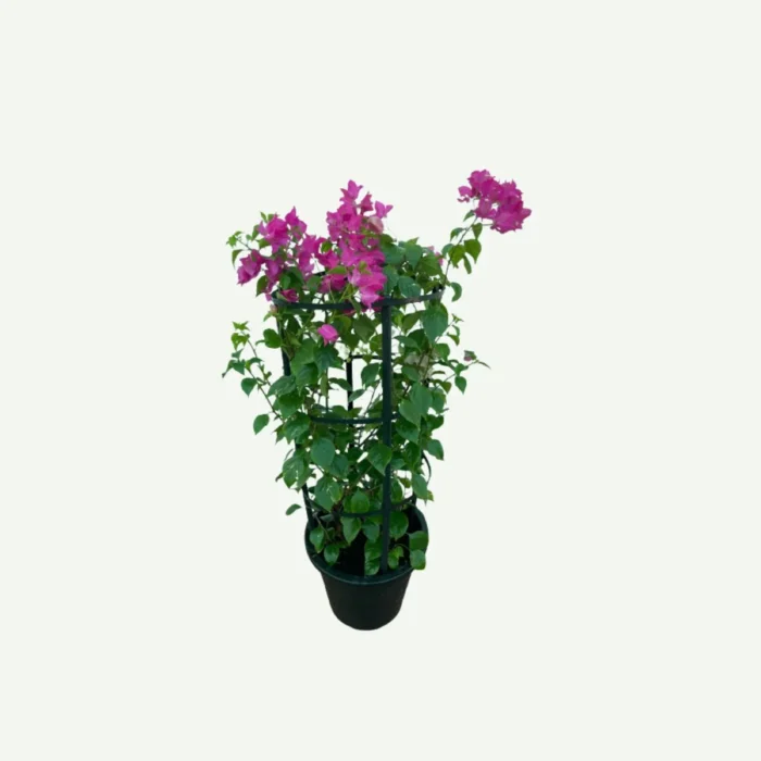 Bougainvillea 4 Stick