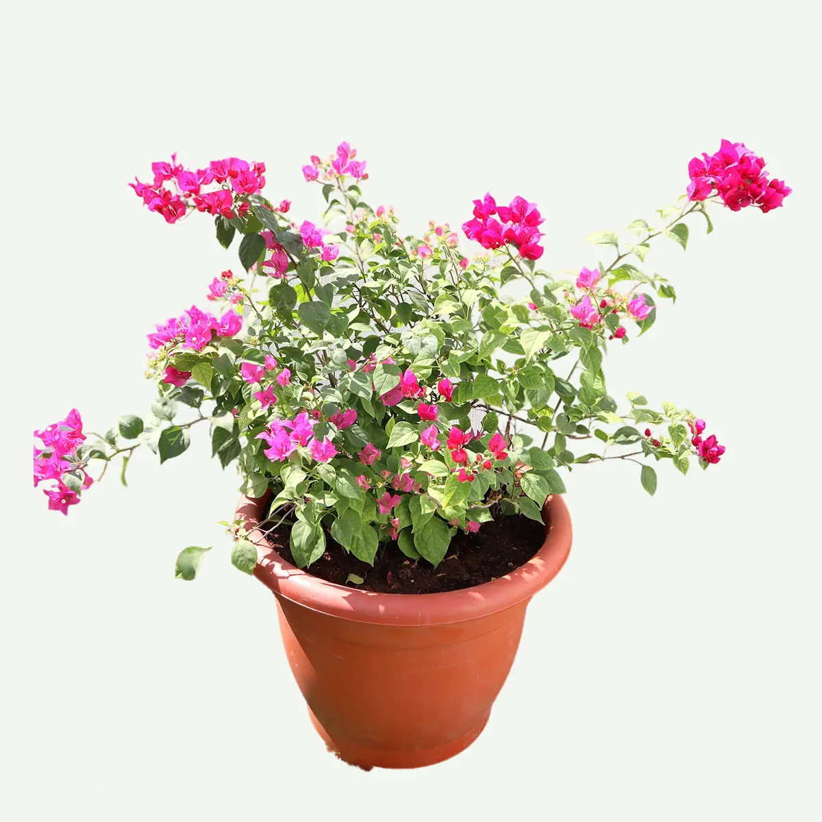 Bougainvillea- (50L-Round Pot)