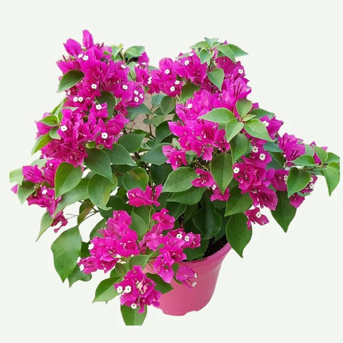 Bougainvillea glabra Plant