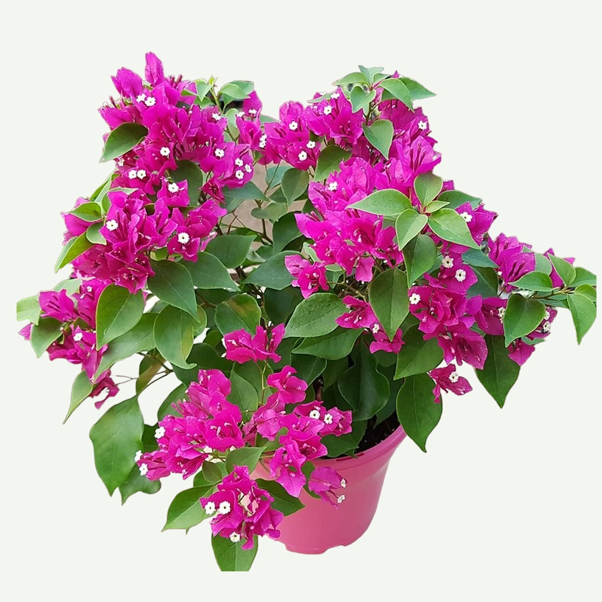 Bougainvillea glabra Plant in dubai for sale