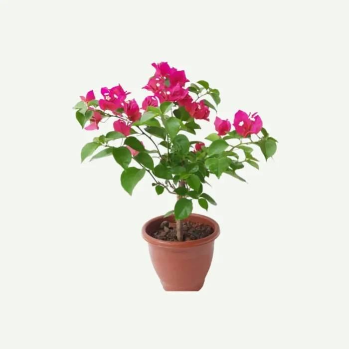 Bougainvillea