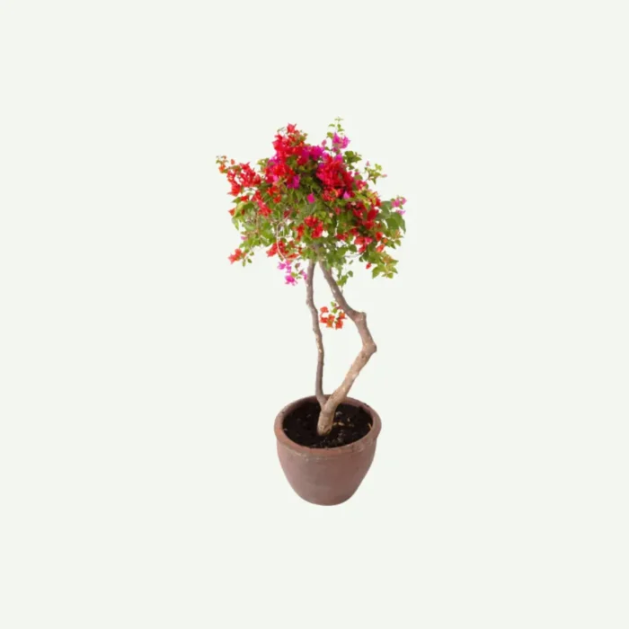 Bougainvillea grafted 1 Head