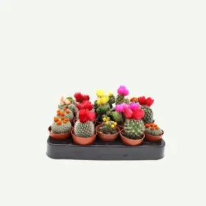 CACTUS1.5-300×300