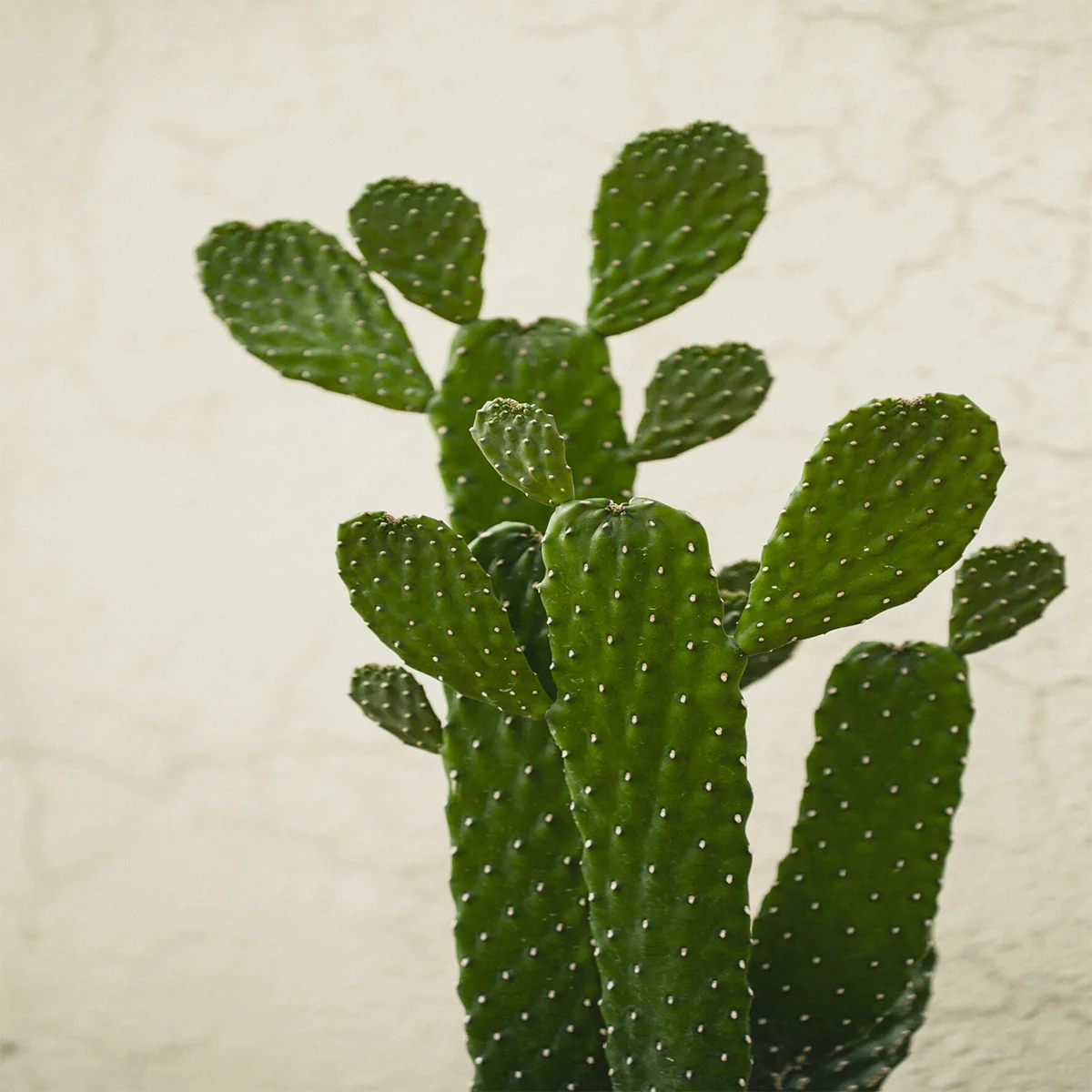 Cactus-opuntia plant in dubai