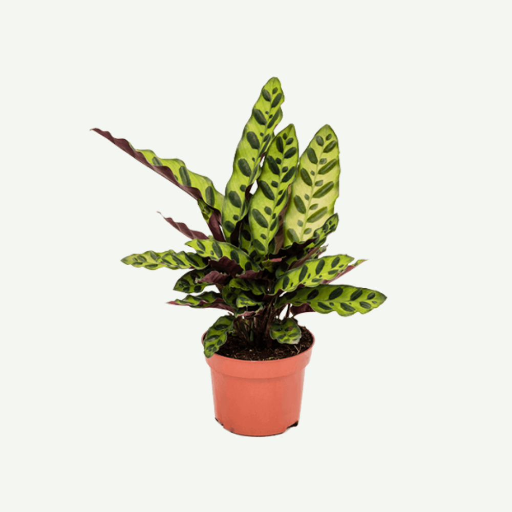 Calathea-lancifolia.5