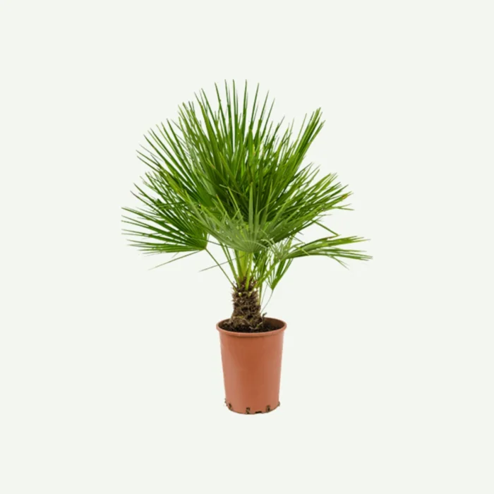 Chamaerops-humilis-80-90cm