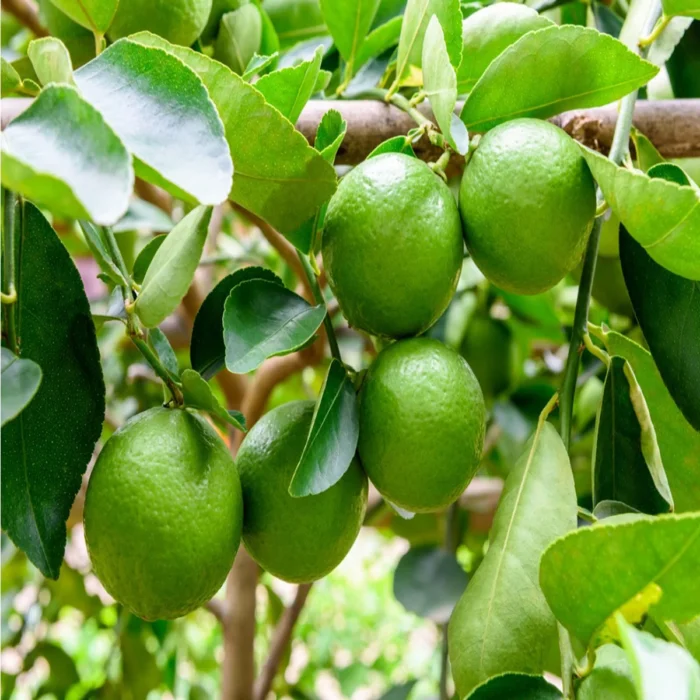 Citrus Binzaheer In UAE with natural view