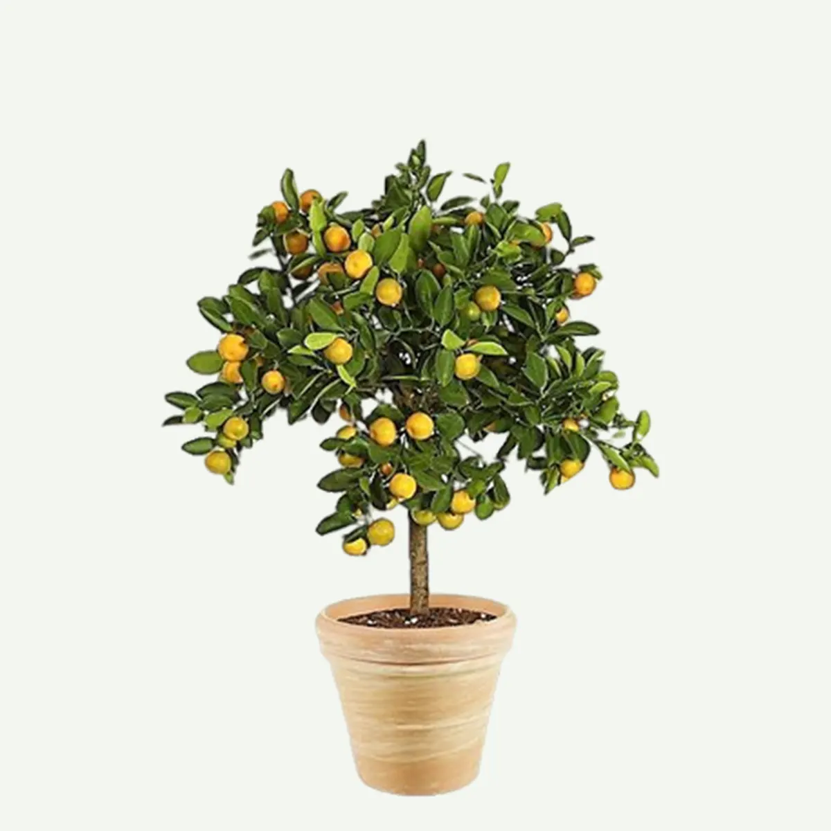 Citrus sinensis