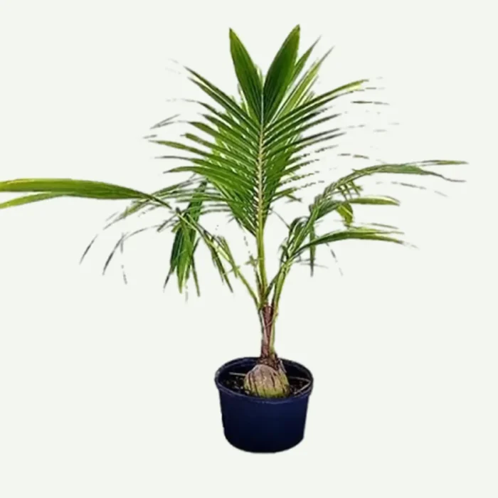 Coconut Palm Plant in UAE