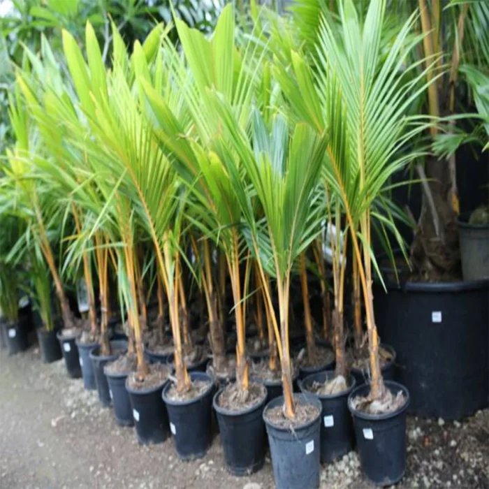 Coconut Palm plant for sale in UAE