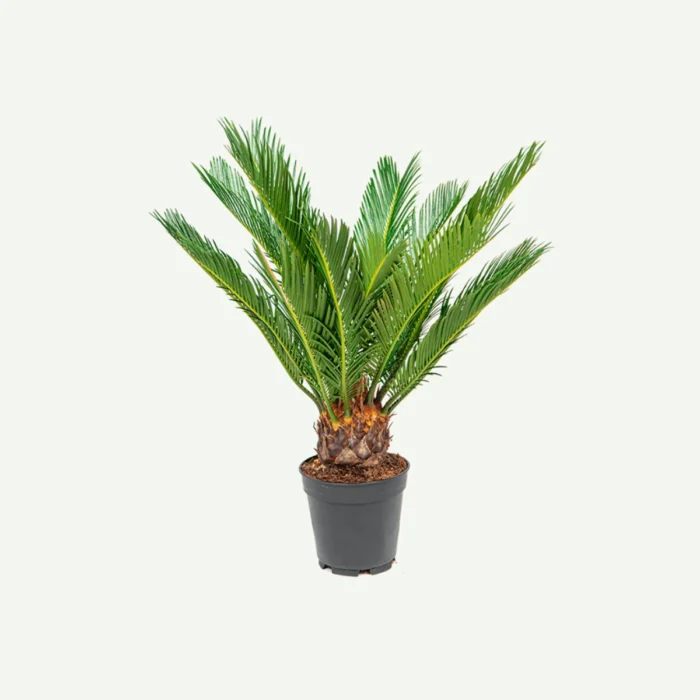 Cycas-Palm