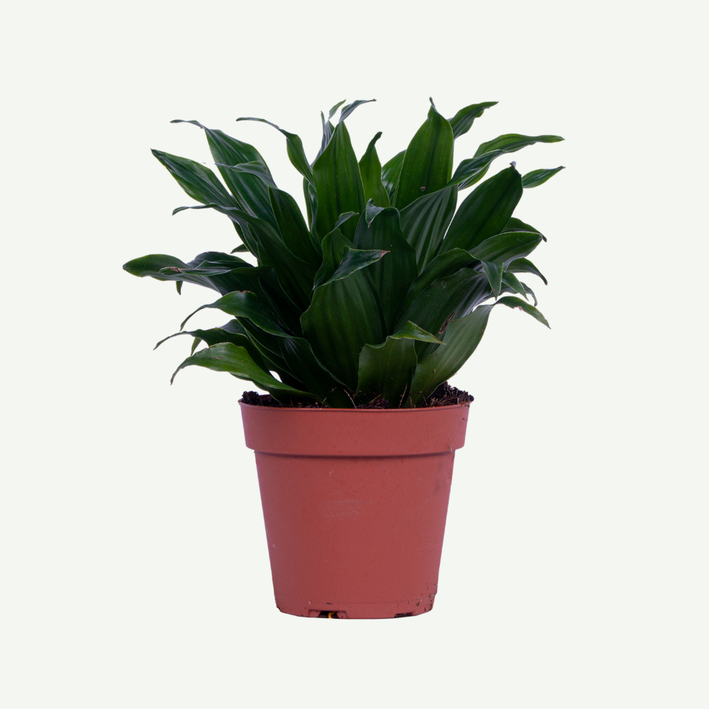 Dracaena-Compacta-Small5