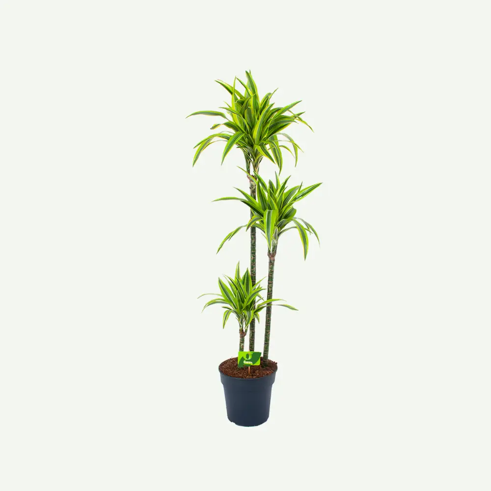 Dracaena-Lemon-Lime.5