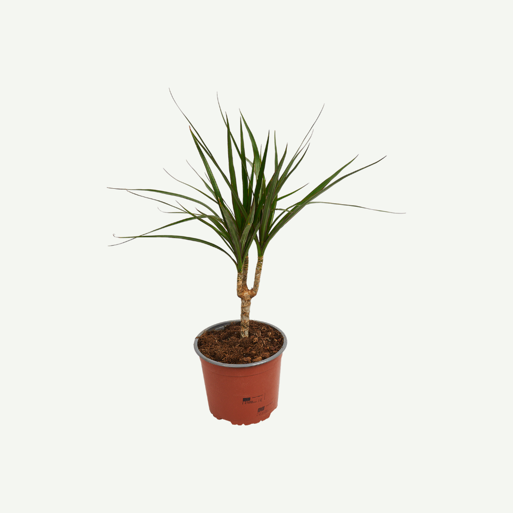 Dracaena-Marginata-30-40cm.5