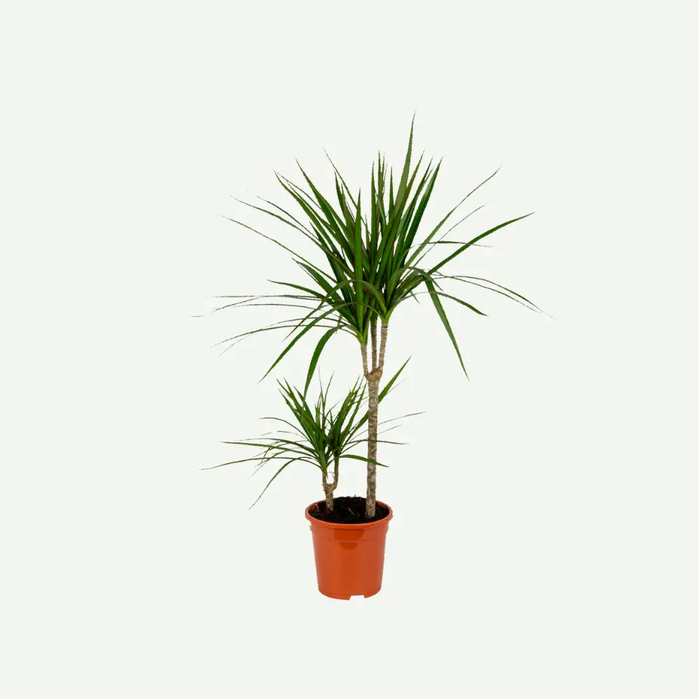 Dracaena-marginata5