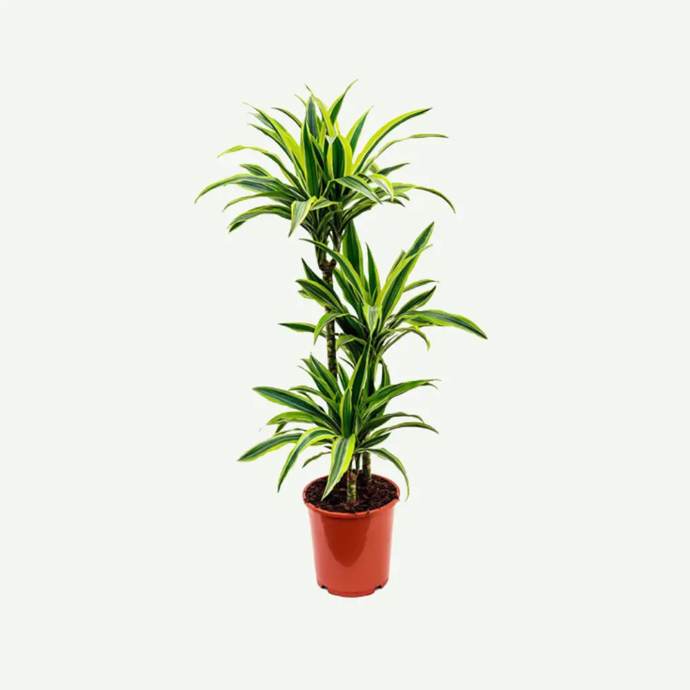 Dracaena-massangeana5