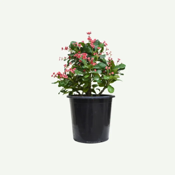 Euphorbia-milii-