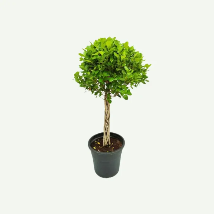 Ficus Panda 5 twisted