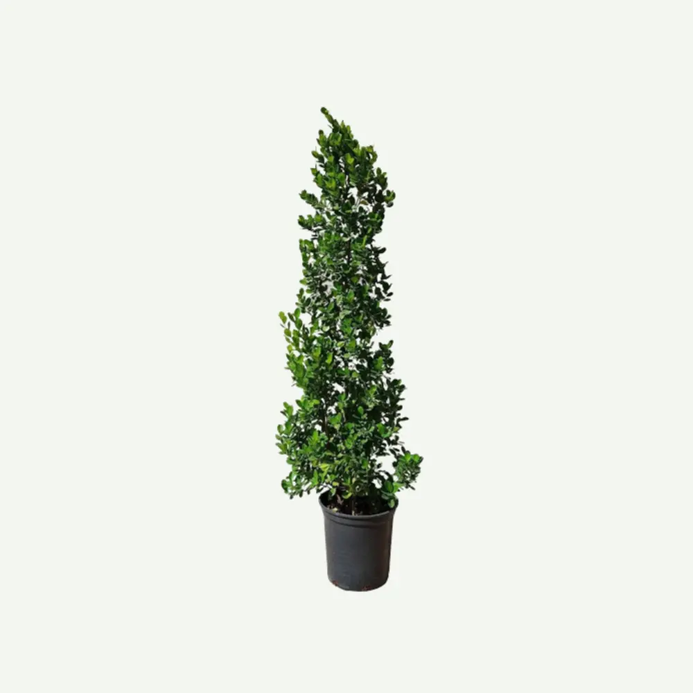 Ficus-Panda-cone-shaped-1.5.5