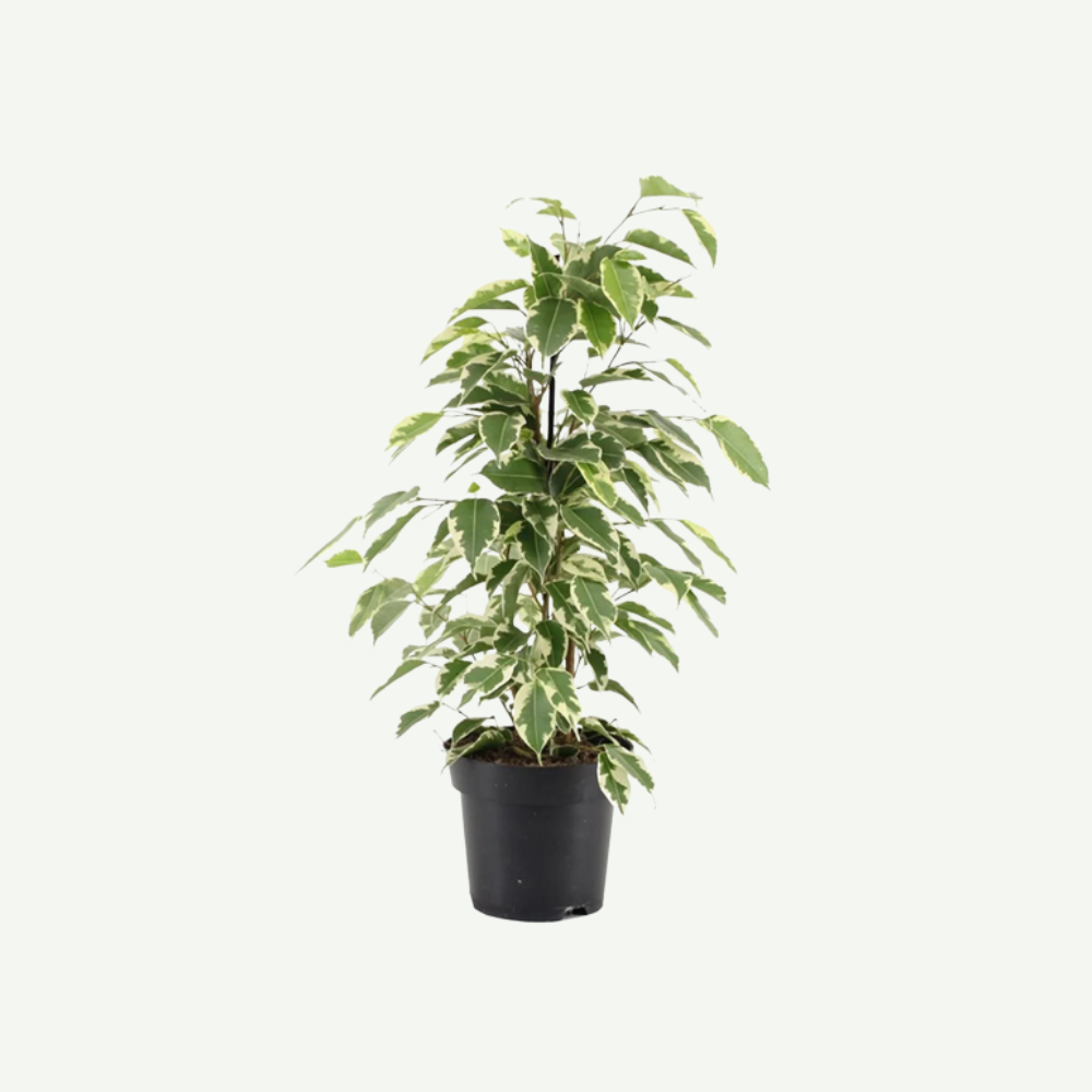 Ficus-benjamina-starlight.5