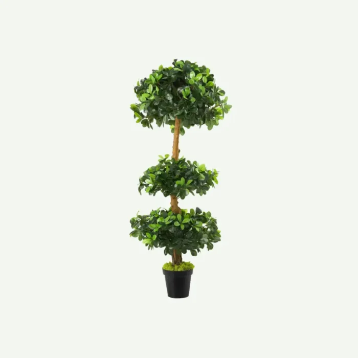 Ficus panda 3head