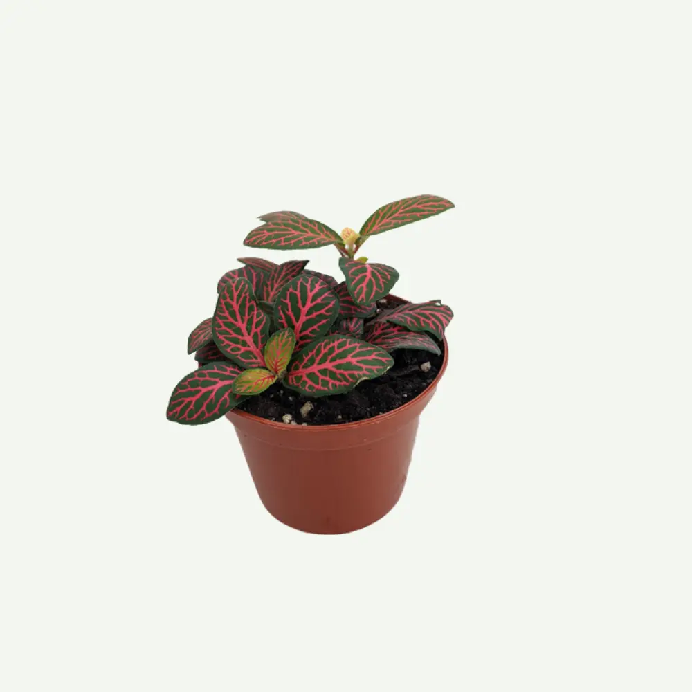 Fittonia-mini.5