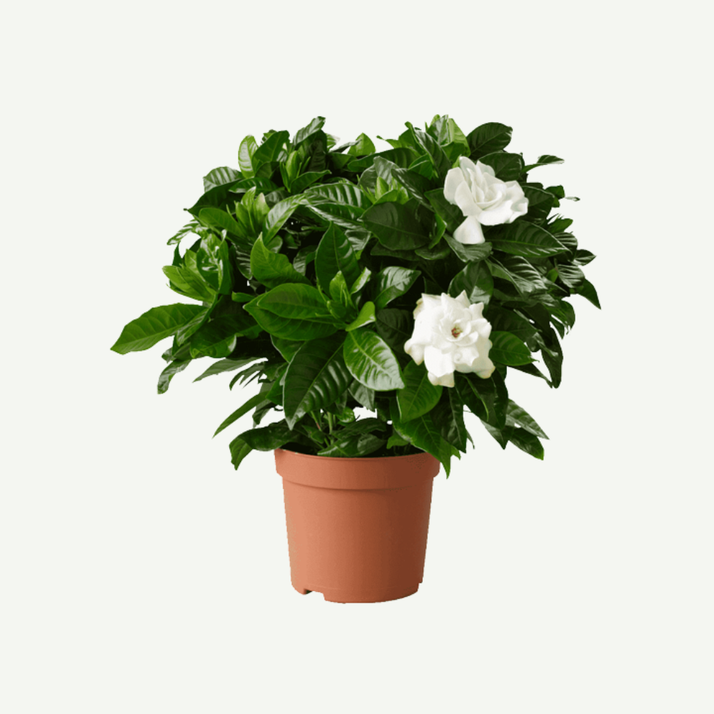 Gardenia-indoor5