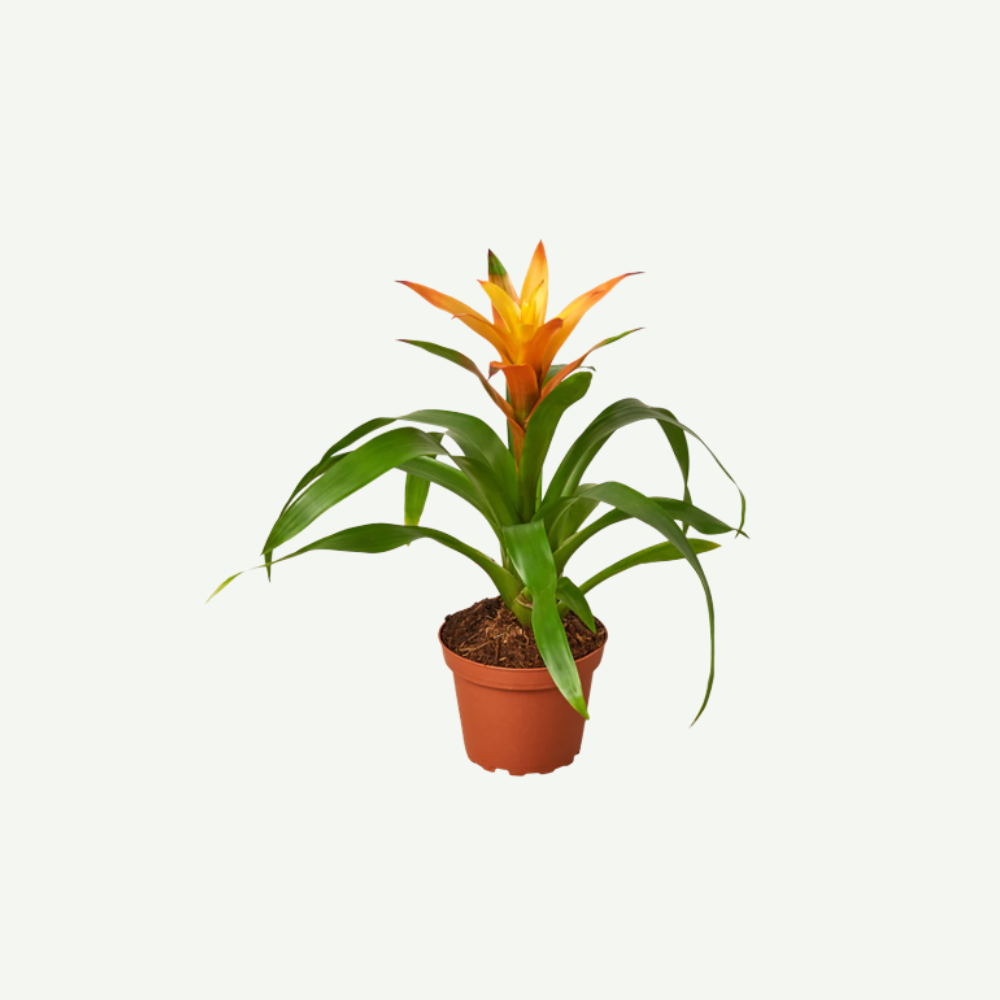 Guzmania.5