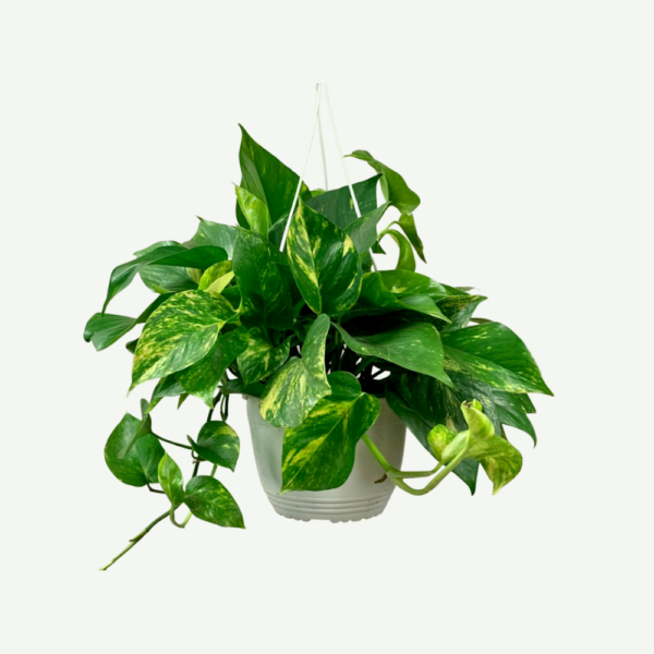 Hanging-Money-Plant5-600×600