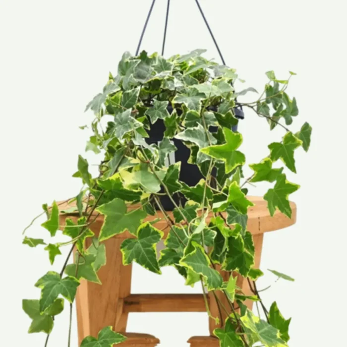 Hedera helix (English ivy)