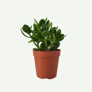 Jade-Plant-Crassula-ovata5-300×300