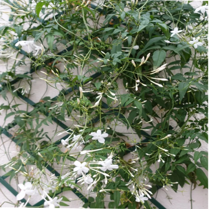 Jasminum-grandiflorum-(Jasmine-Creeper)