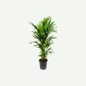 Kentia-palm.5-300×300