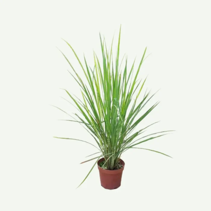 Lemongrass plant in dubai