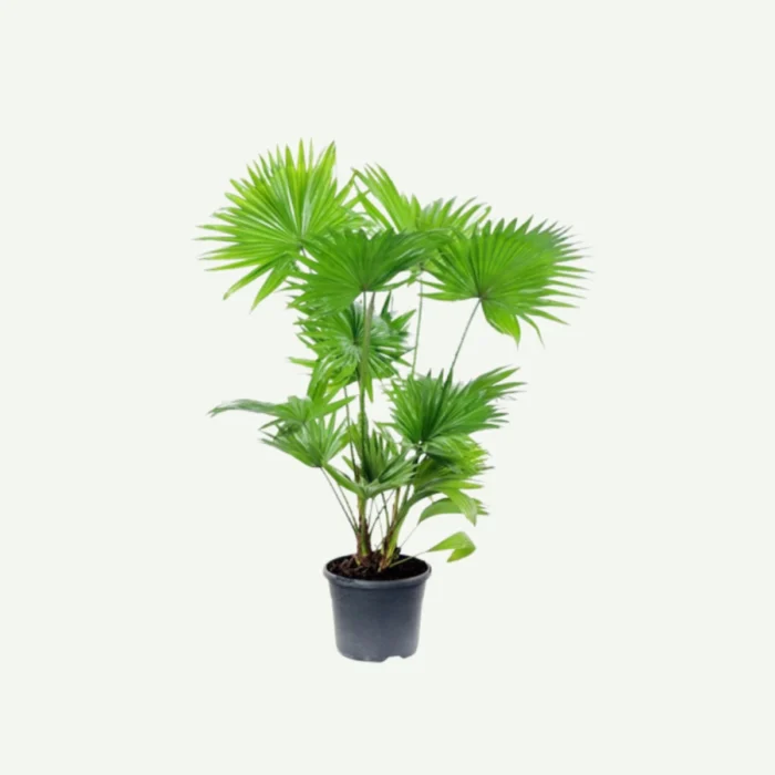 Livistonia-Palm-80-–-90cm