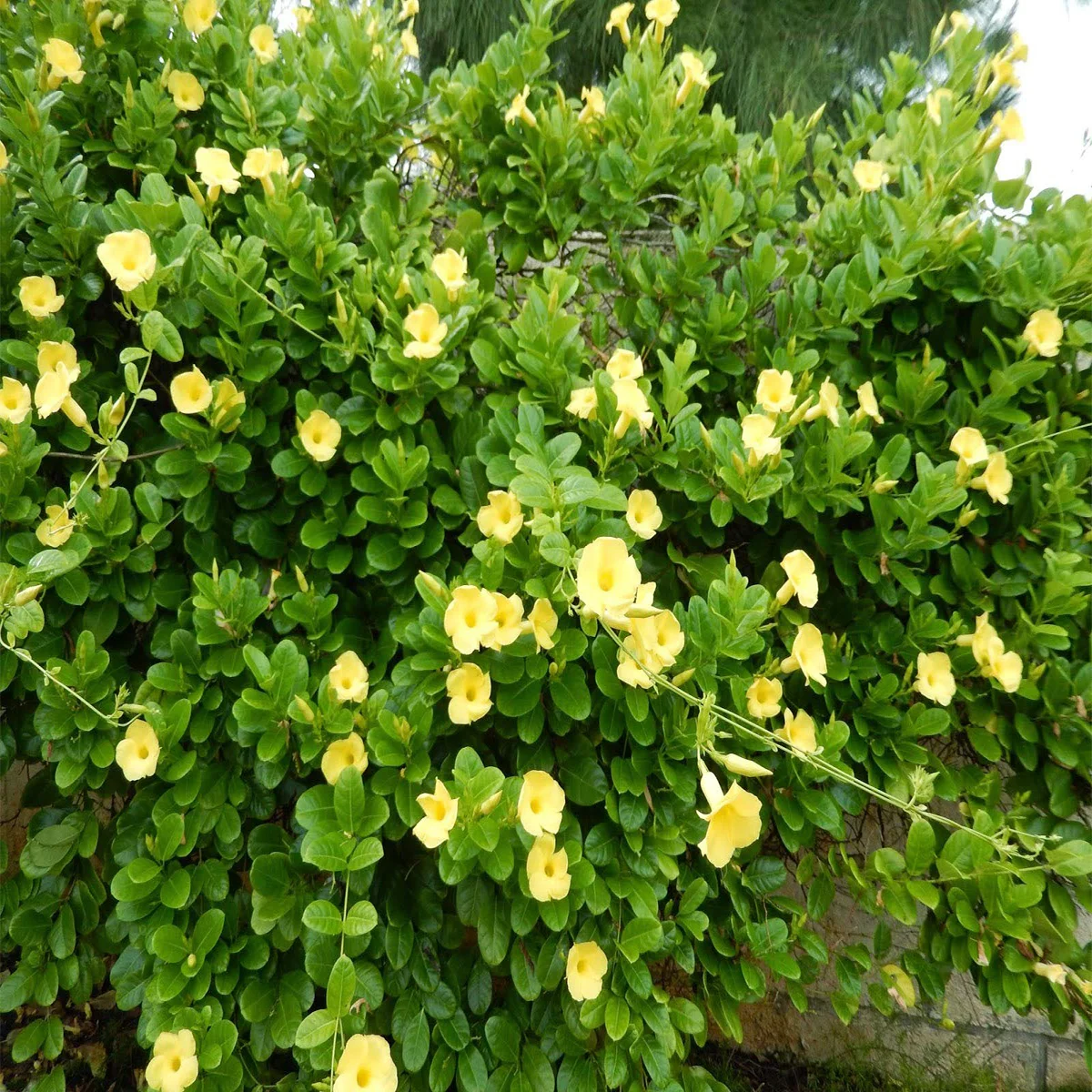 Mandevilla-Yellow-4-Stick plant in dubai