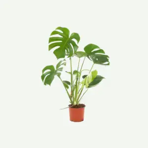 Monstera.5-300×300