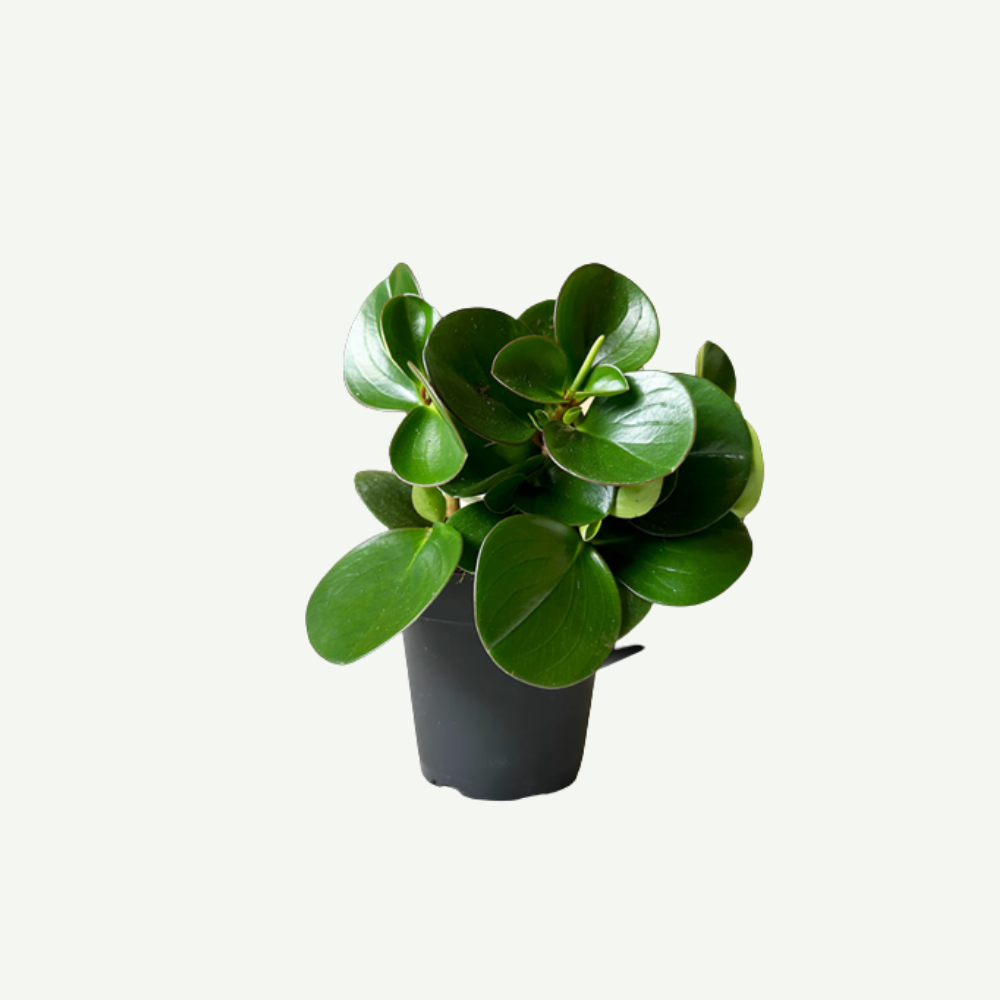 Peperomia-obtusifolia5