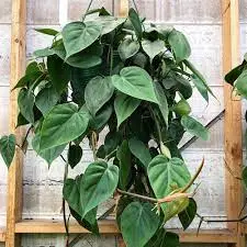 Philodendron-2