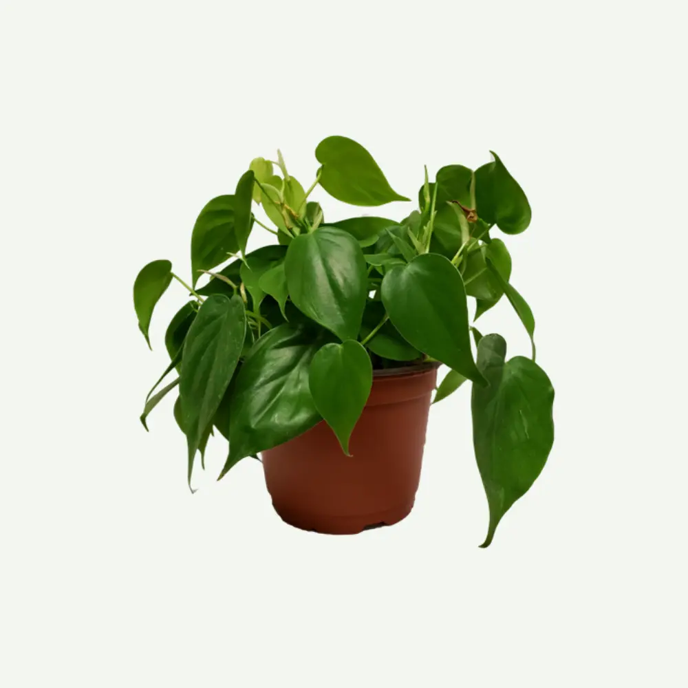 Philodendron.5