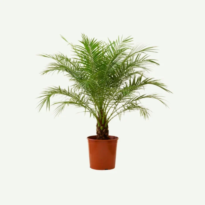 Phoenix-Roebelenii-Palm-90-100cm